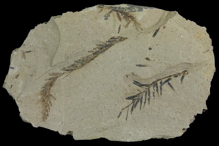 Dawn Redwood (Metasequoia) Fossils - Montana #165192